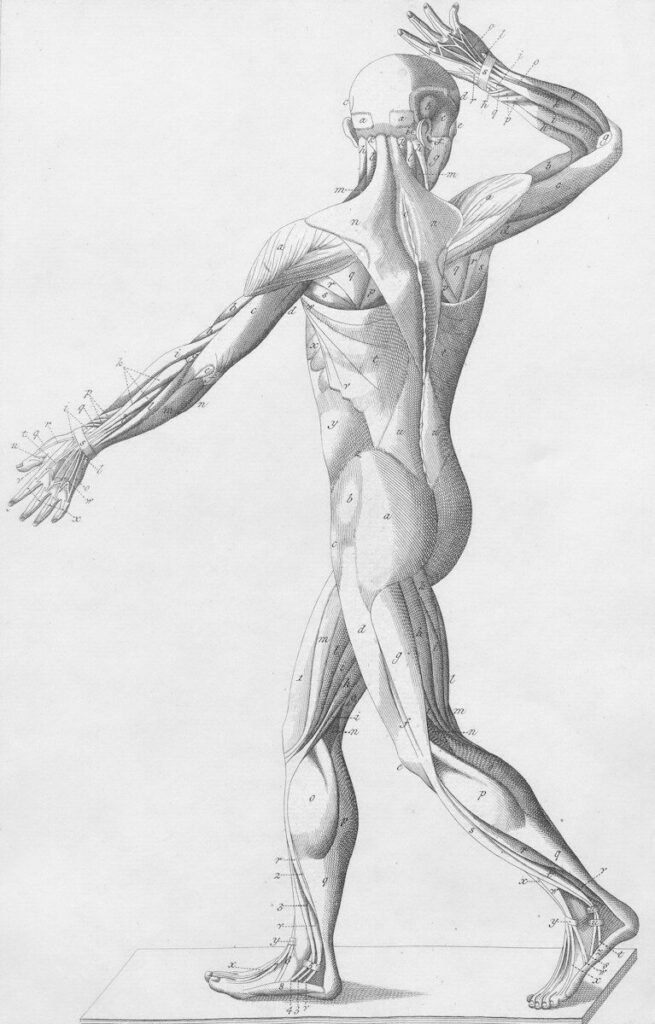 The Muscle Remedy Expands — and the Numbers Worth Checking